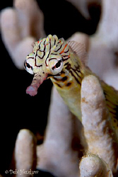 "Hey Good Lookin" Reef Top Pipefish with attitude :o) by Debi Henshaw 